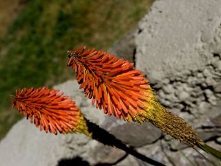 Thumb zwevende bloemen in een Peruaans KUNST glas