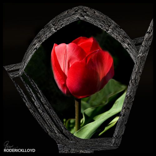 Image tulp kunst een speciaaltje voor jou?