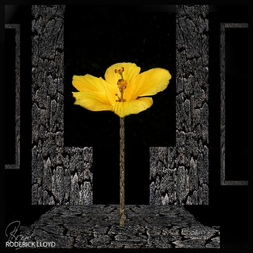Image 2day is mijn bloempresentatie