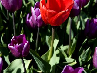 Thumb een beauty deze prachtige rode tulp