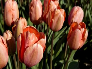 Thumb de tulp vogels