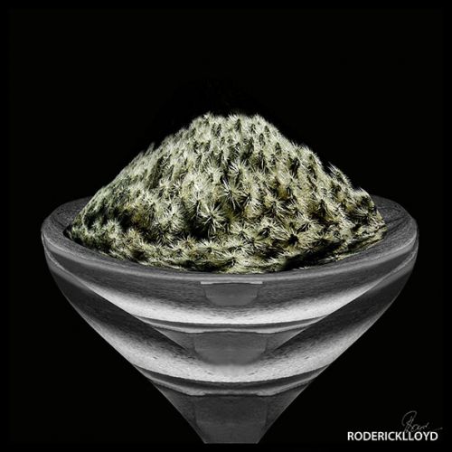 Image witte bloemen in een 3D stenen kunst schaal
