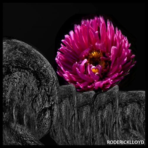 Image een bloem anders in beeld